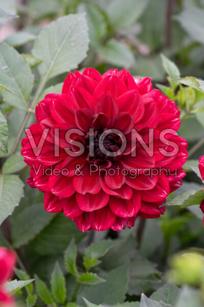 Dahlia Love Lady Dahlia Love Lady