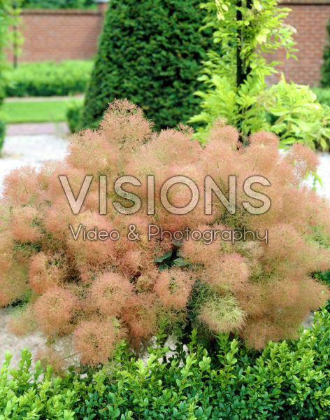 Cotinus coggygria Young Lady