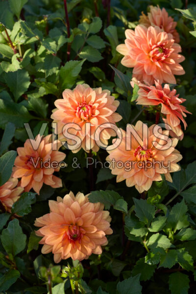 Dahlia Summer Flame Dahlia Summer Flame
