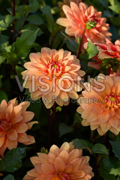 Dahlia Summer Flame