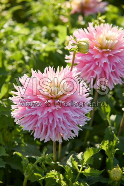 Dahlia Just Married