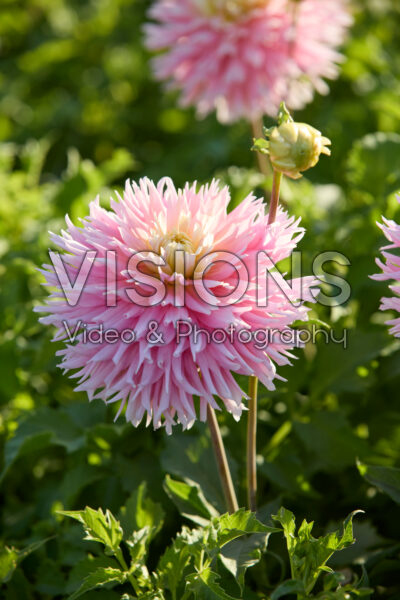 Dahlia Just Married Dahlia Just Married