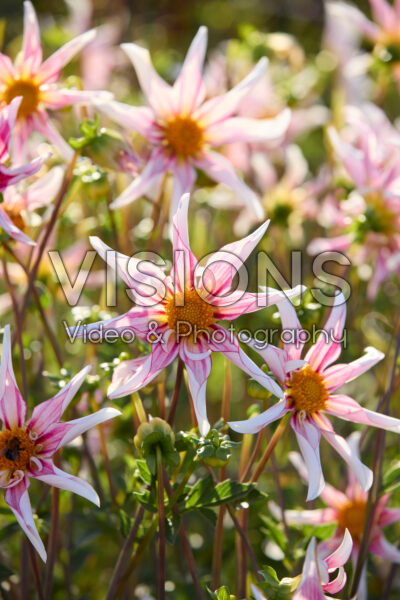 Dahlia Honka Fragile