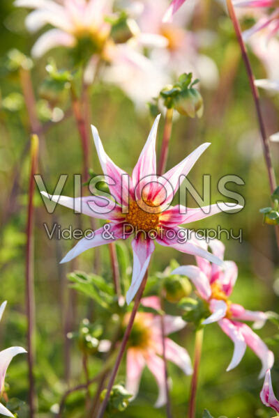Dahlia Honka Fragile Dahlia Honka Fragile