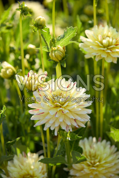 Dahlia Cream Silence Dahlia Cream Silence