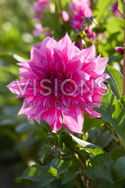 Dahlia Cafe Au Lait Rosé Dahlia Cafe Au Lait Rosé