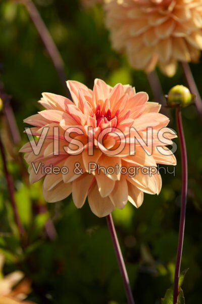 Dahlia Arancia Dahlia Arancia