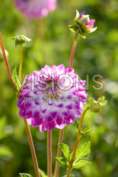 Dahlia Cera's Corsage