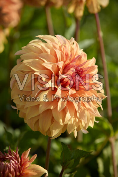Dahlia Great Hercules