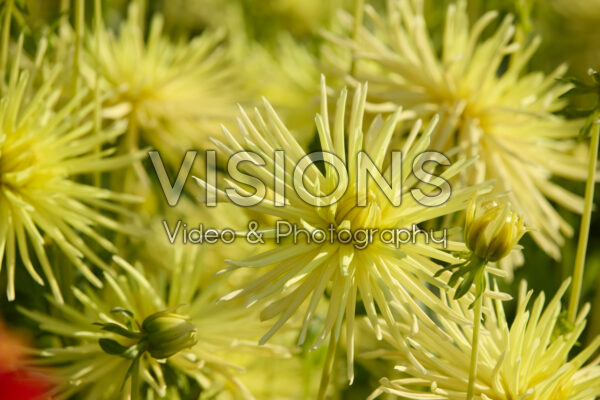 Dahlia Gryson's Yellow Spider Dahlia Gryson's Yellow Spider