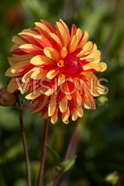 Dahlia Japlou