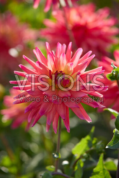Dahlia Rainbow Silence