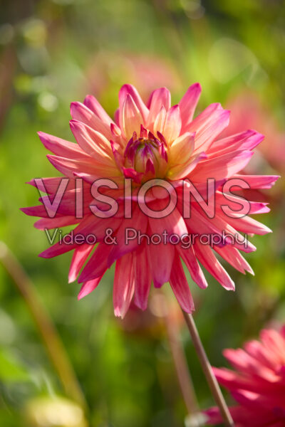 Dahlia Rainbow Silence