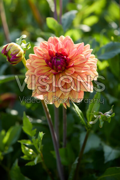 Dahlia Queen of Holland Dahlia Queen of Holland