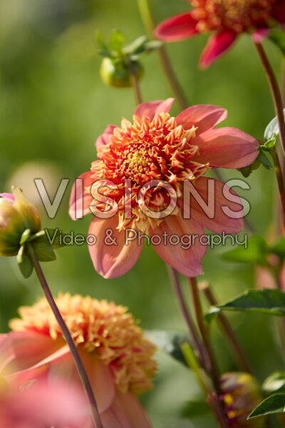 Dahlia Sandia Brocade