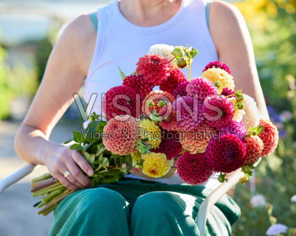 Mixed ball dahlia bouquet