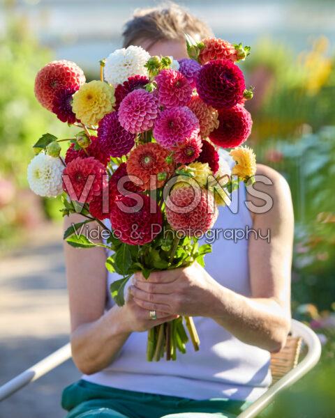 Gemengd bal dahlia boeket Gemengd bal dahlia boeket