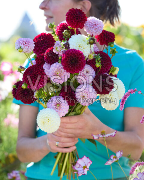 Mixed ball dahlia bouquet
