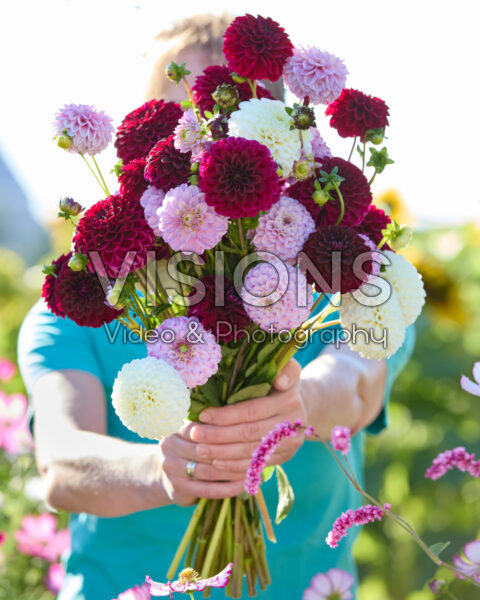 Mixed ball dahlia bouquet Mixed ball dahlia bouquet
