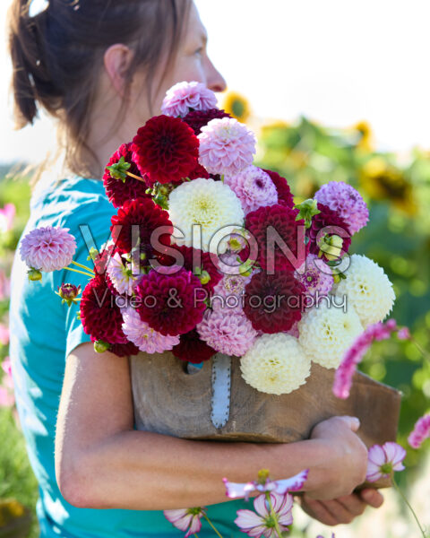 Mixed ball dahlia bouquet Mixed ball dahlia bouquet