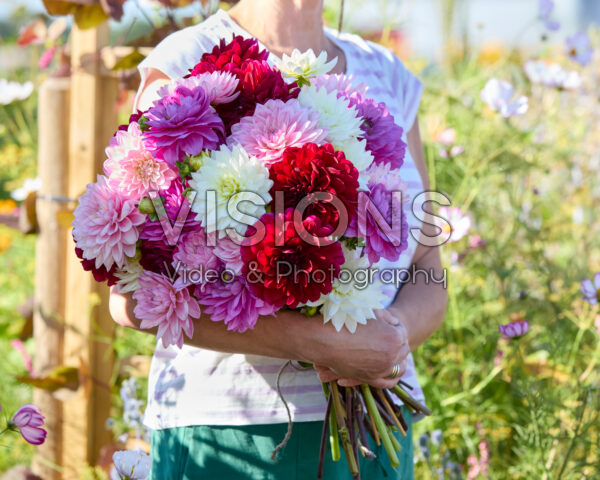 Gemengd Dahlia Karma boeket Gemengd Dahlia Karma boeket