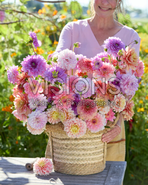 Decorative dahlias mixed