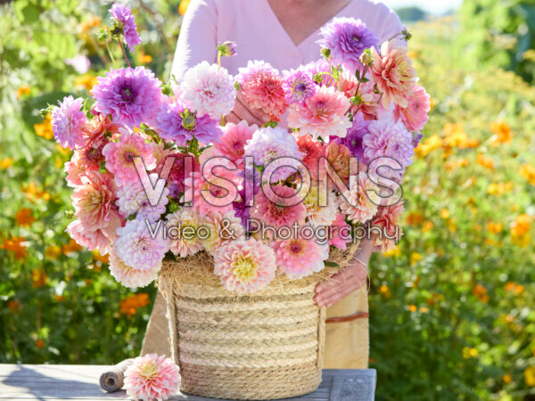 Decoratieve dahlia's gemengd