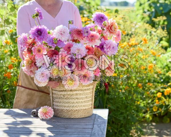 Decorative dahlias mixed Decorative dahlias mixed