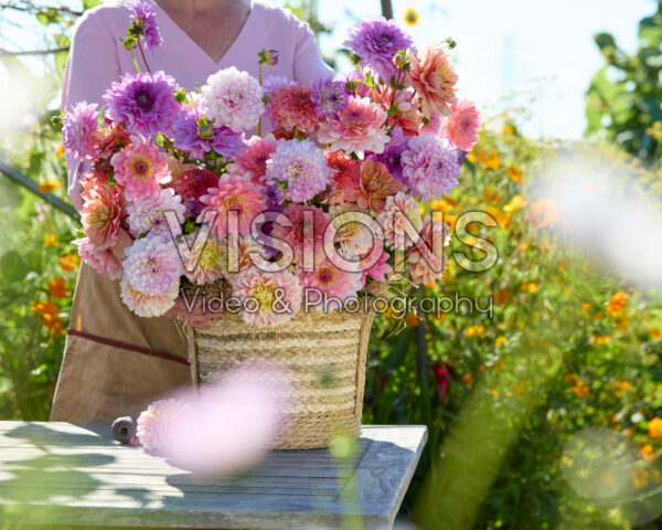 Decorative dahlias mixed