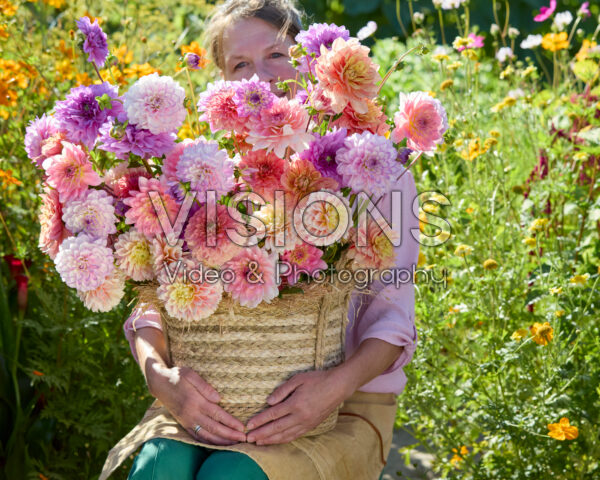 Decorative dahlias mixed Decorative dahlias mixed