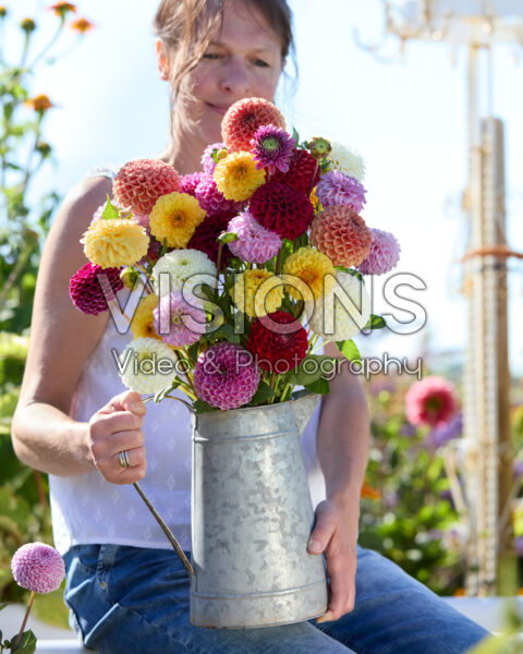 Gemengd bal dahlia boeket Gemengd bal dahlia boeket