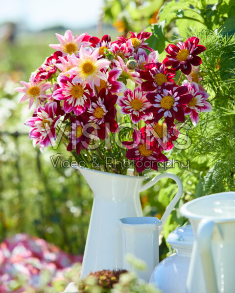 Mixed collerette dahlia bouquet Mixed collerette dahlia bouquet