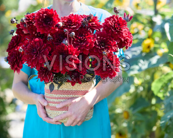 Dahlia bouquet Red Panier