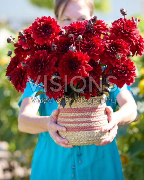 Dahlia boeket Red Panier Dahlia boeket Red Panier