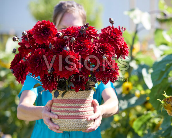 Dahlia boeket Red Panier Dahlia boeket Red Panier