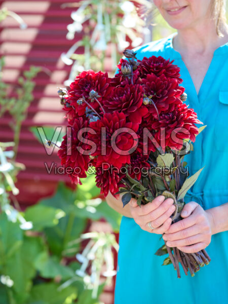 Dahlia boeket Red Panier