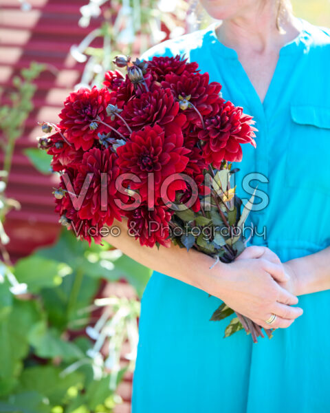 Dahlia boeket Red Panier