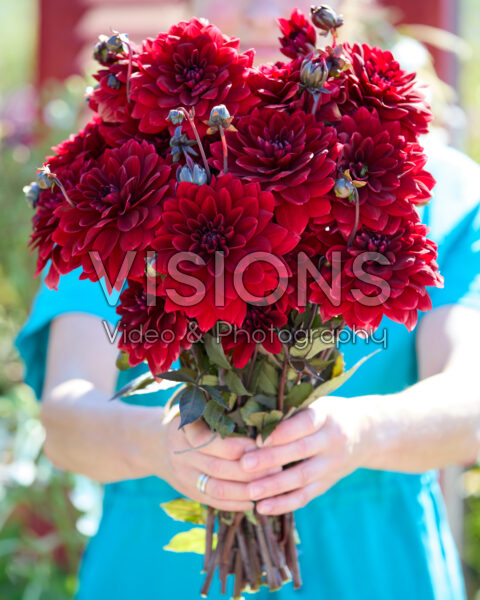 Dahlia bouquet Red Panier