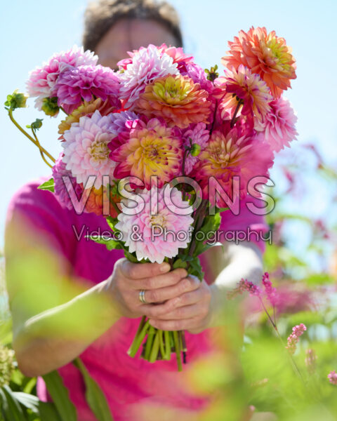 Gemengd boeket decoratieve dahlia's Gemengd boeket decoratieve dahlia's