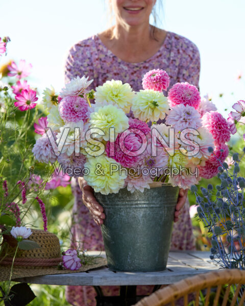 Decoratieve dahlia's gemengd