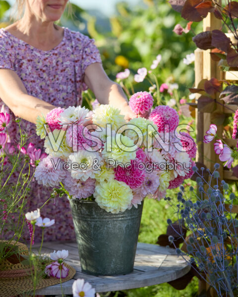 Decorative dahlias mixed