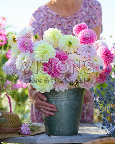 Decoratieve dahlia's gemengd Decoratieve dahlia's gemengd