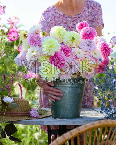 Decorative dahlias mixed