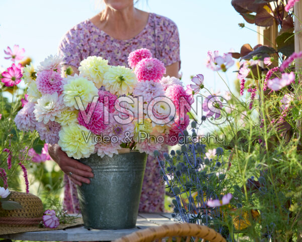 Decorative dahlias mixed