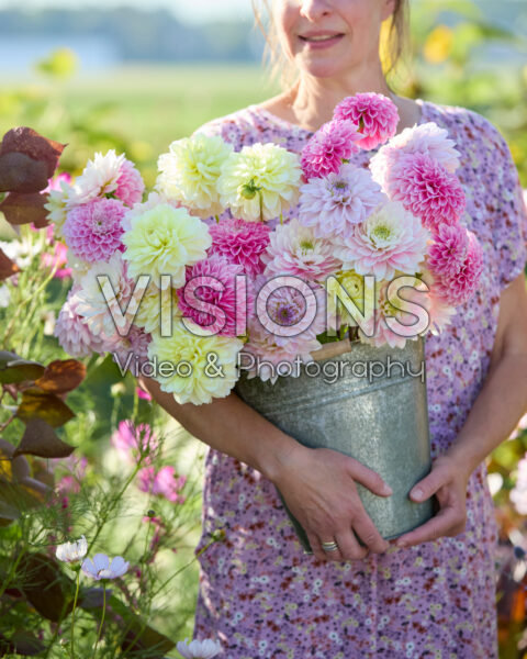 Decorative dahlias mixed Decorative dahlias mixed