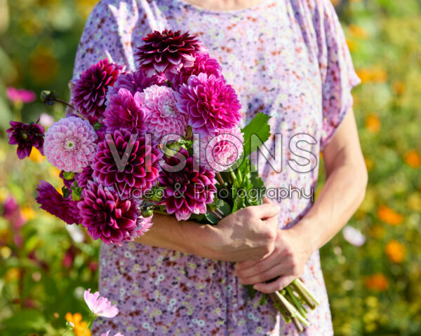 Gemengd boeket decoratieve dahlia's