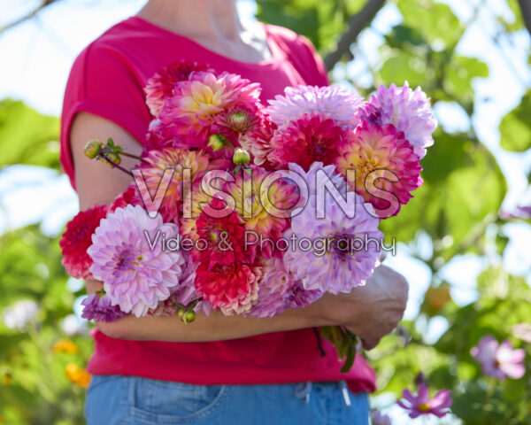 Decorative dahlias mixed bouquet