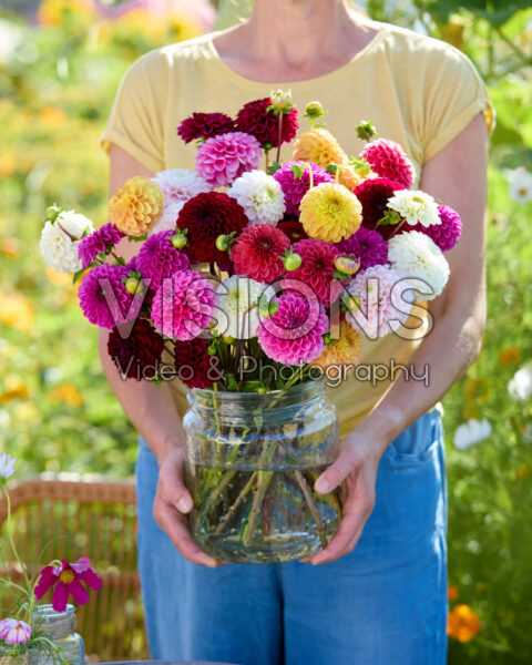 Mixed ball dahlia bouquet Mixed ball dahlia bouquet