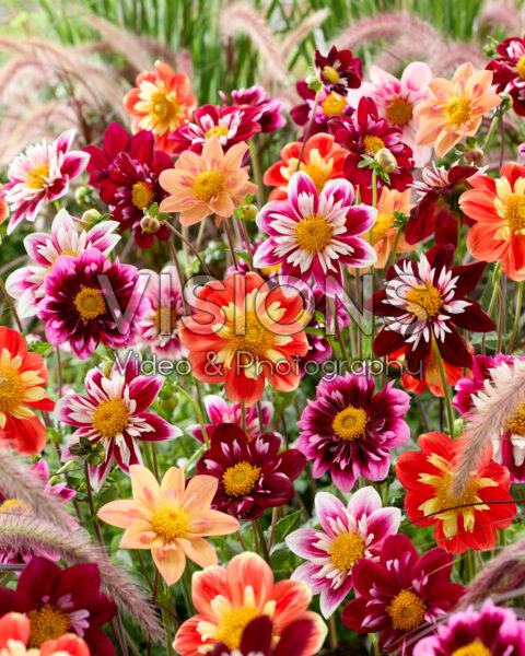 Halskraag dahlia's gemengd