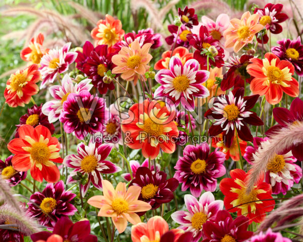 Collarette dahlias mixed